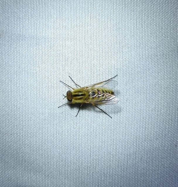 Diptera - Kétszárnyúak
