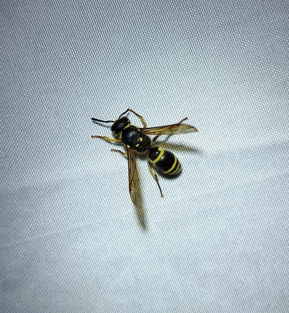 Hymenoptera - Hártyásszárnyúak