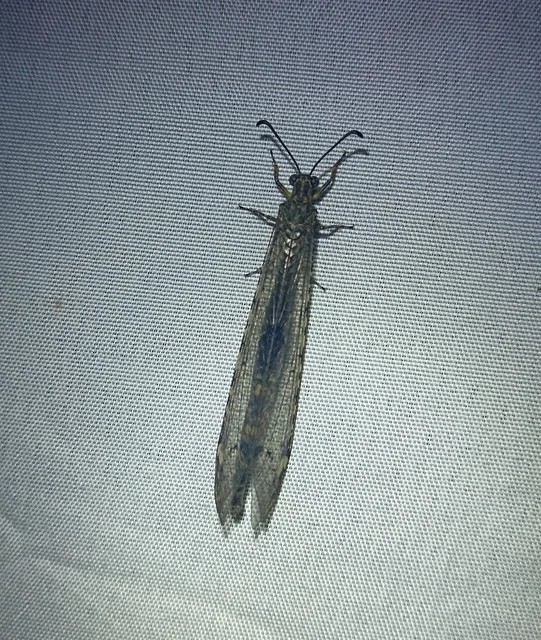 Distoleon tetragrammicus - négyfoltos hangyaleső