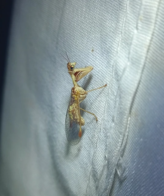 Mantispa styriaca - kétszínű fogólábú-fátyolka