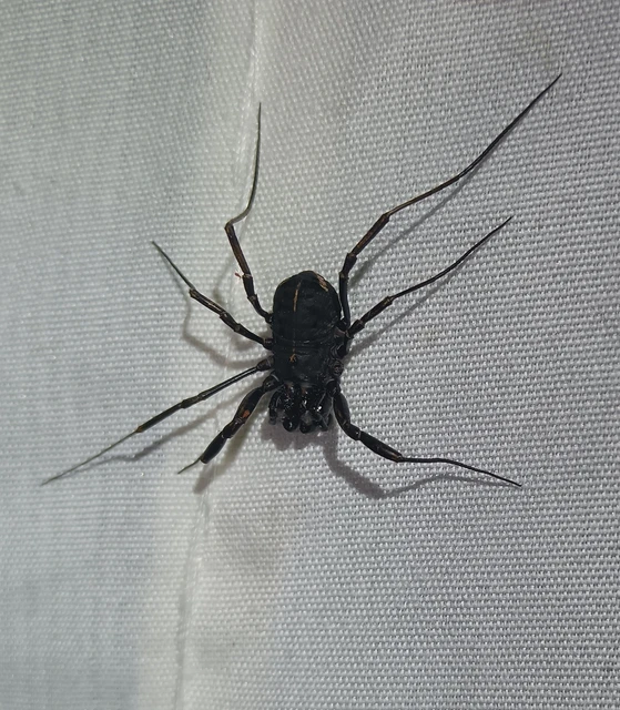 Zachaeus crista