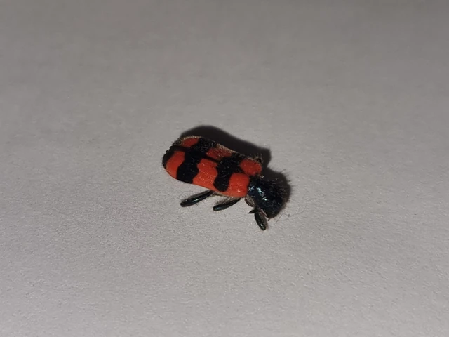 Trichodes apiarius - szalagos méhészbogár
