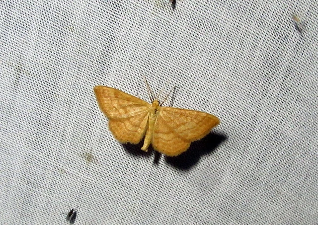 Idaea ochrata - okkerszínű sávosaraszoló