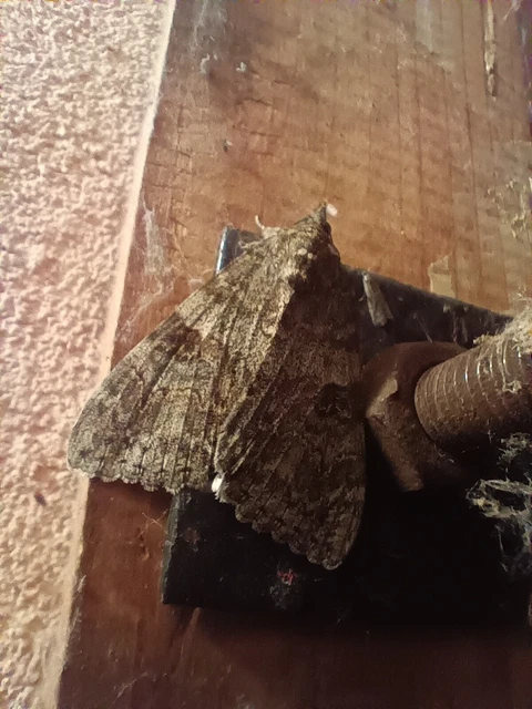 Catocala nupta - piros övesbagoly