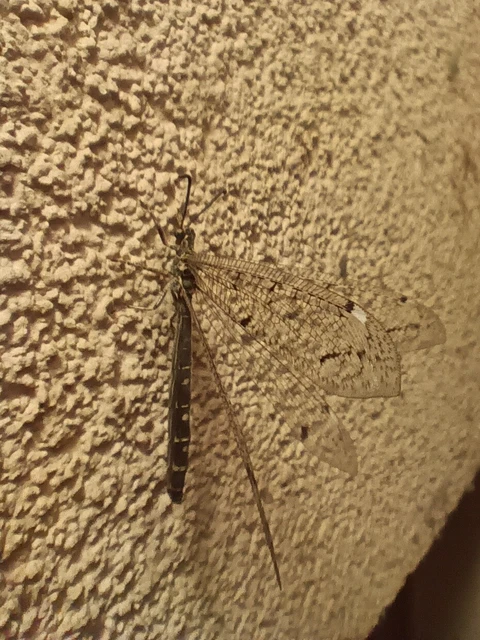 Distoleon tetragrammicus - négyfoltos hangyaleső