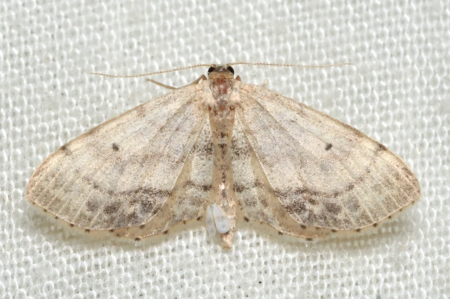 Idaea dimidiata - gyakori apróaraszoló