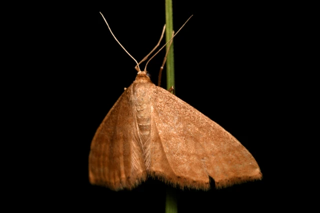 Idaea ochrata - okkerszínű sávosaraszoló