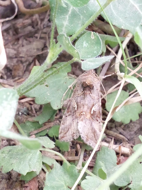 Autographa gamma - gammalepke