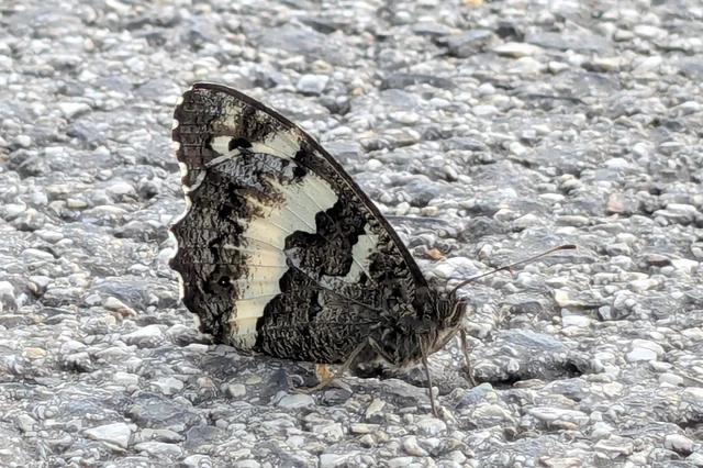 Brintesia circe - fehéröves szemeslepke