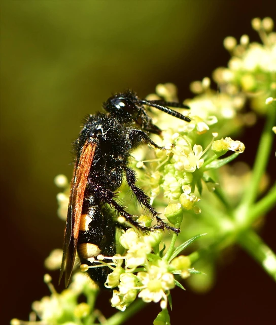 Scolia sexmaculata - négyfoltos tőrösdarázs