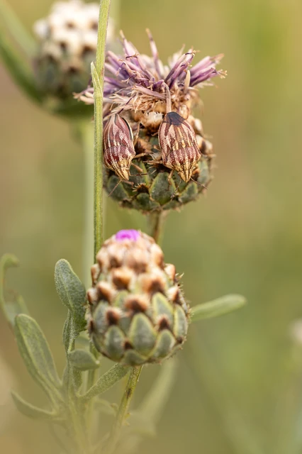 Odontotarsus purpureolineatus - tarka pajzsospoloska Odontotarsus purpureolineatus - tarka pajzsospoloska