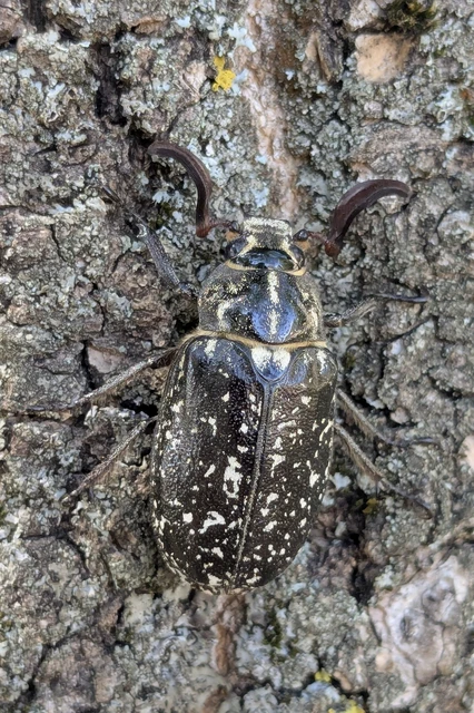 Polyphylla fullo - csapó cserebogár