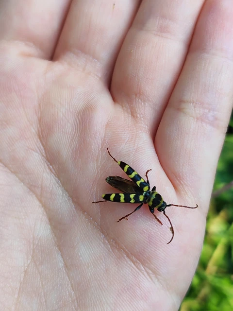 Echinocerus floralis - lucerna-darázscincér