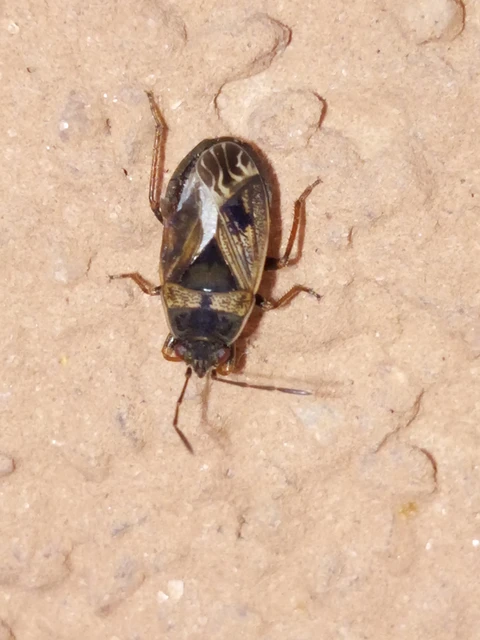 Trapezonotus Trapezonotus