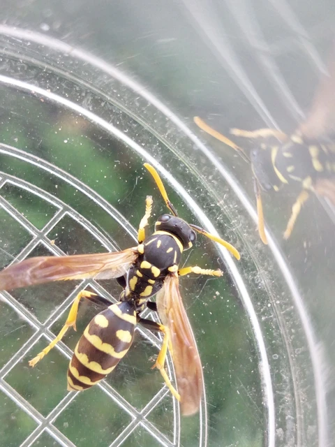 Polistes - papírdarazsak