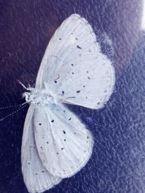 Celastrina argiolus - bengeboglárka