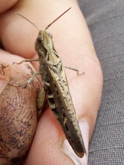 Chorthippus brunneus - közönséges tarlósáska