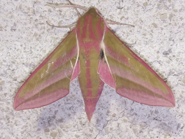 Deilephila elpenor - szőlőszender