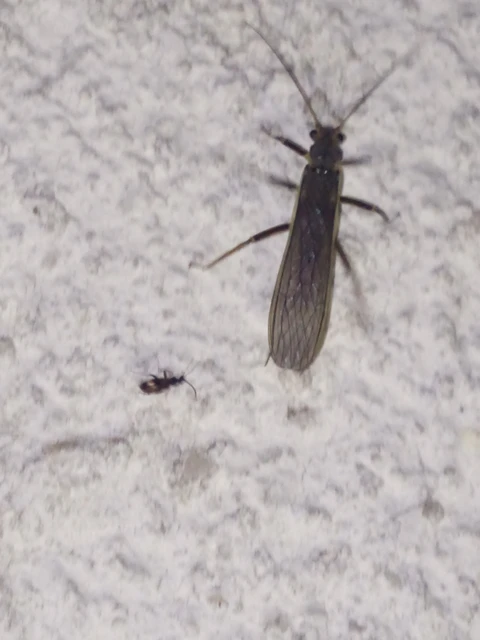 Plecoptera - Álkérészek