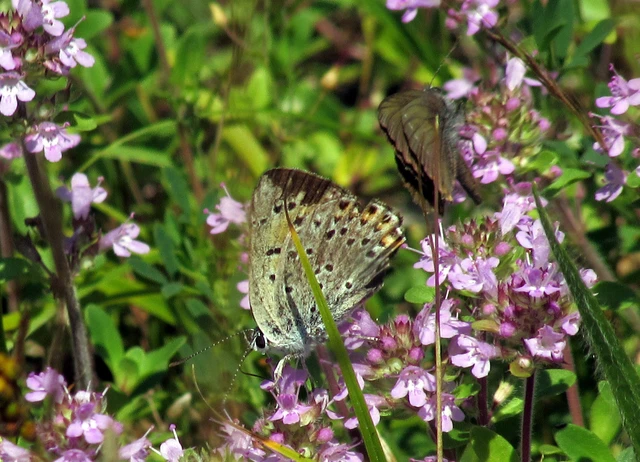 Satyrium ilicis - tölgyfa-csücsköslepke