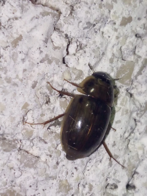 Hydrophilidae - csiborfélék