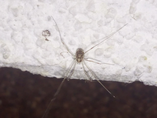 Opiliones - Kaszáspókok