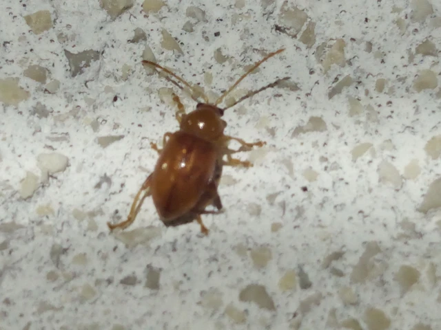 Neocrepidodera