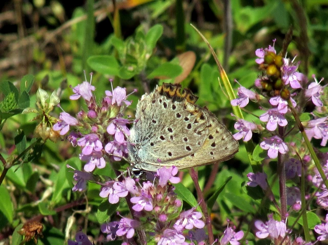 Lycaena alciphron - ibolyás tűzlepke