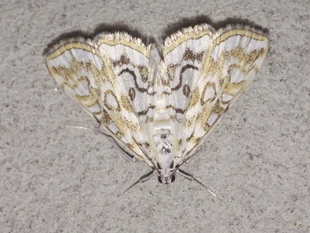 Elophila nymphaeata - tarka vízimoly