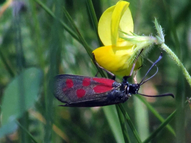 Zygaena loti - közönséges csüngőlepke