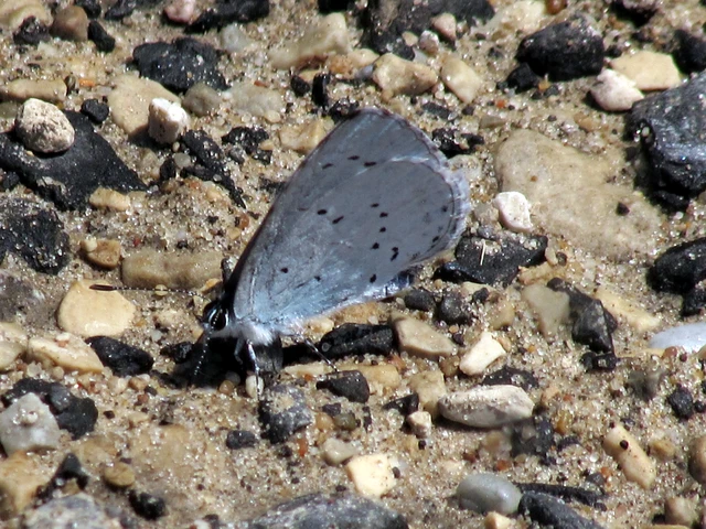 Celastrina argiolus - bengeboglárka