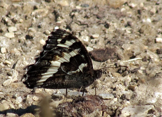 Brintesia circe - fehéröves szemeslepke