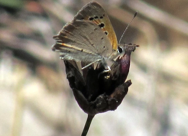 Lycaena phlaeas - közönséges tűzlepke Lycaena phlaeas - közönséges tűzlepke