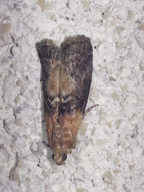 Sciota adelphella - pirosszárnytövű karcsúmoly