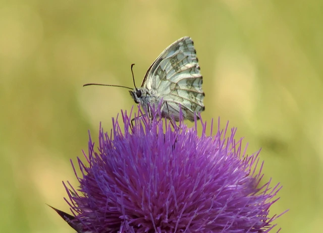 Melanargia galathea - sakktáblalepke