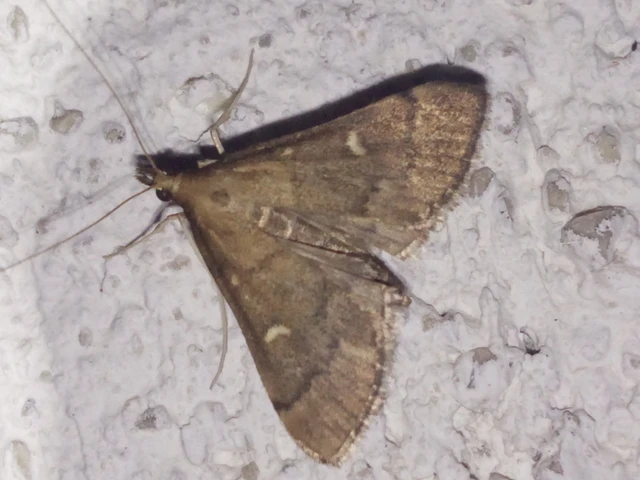 Dolicharthria punctalis - hosszúlábú tűzmoly