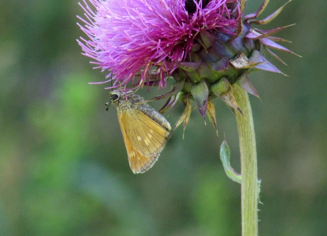 Ochlodes sylvanus - erdei busalepke