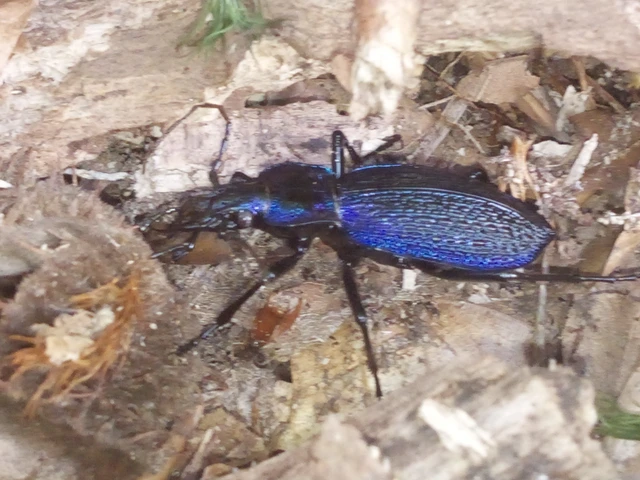 Carabus intricatus - kék laposfutrinka Carabus intricatus - kék laposfutrinka