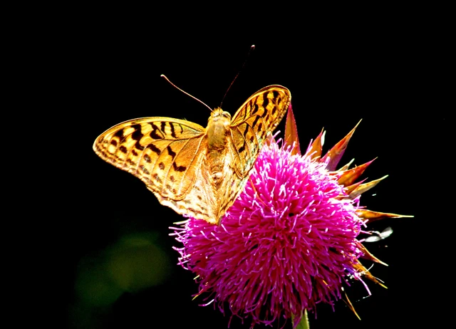 Argynnis pandora - zöldes gyöngyházlepke
