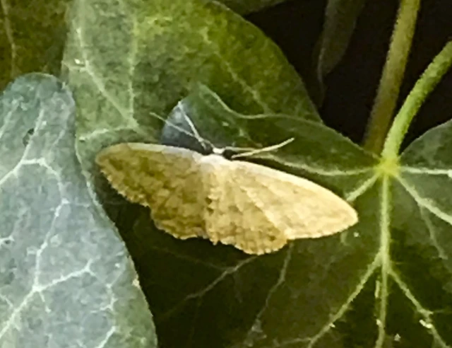 Idaea seriata - szürke apróaraszoló