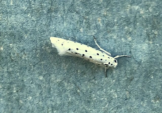 Yponomeuta