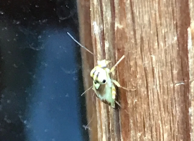 Miridae - mezeipoloskák