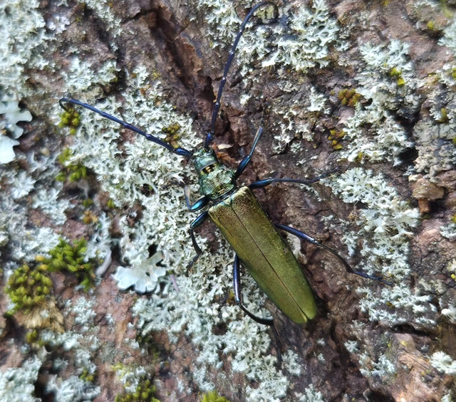 Aromia moschata - pézsmacincér