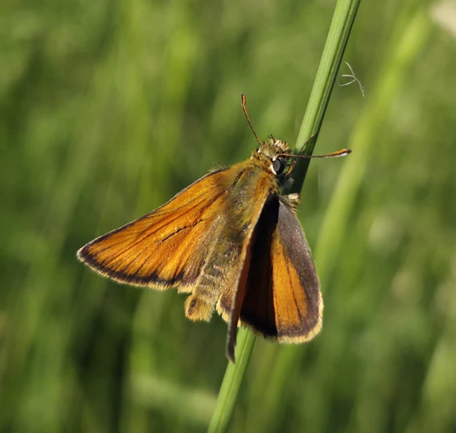 Thymelicus sylvestris - barna busalepke