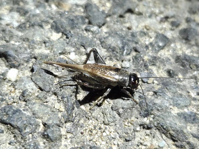 Eumodicogryllus bordigalensis - bordói tücsök Eumodicogryllus bordigalensis - bordói tücsök