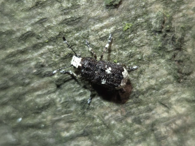 Platystomos albinus - nagybajuszú orrosbogár
