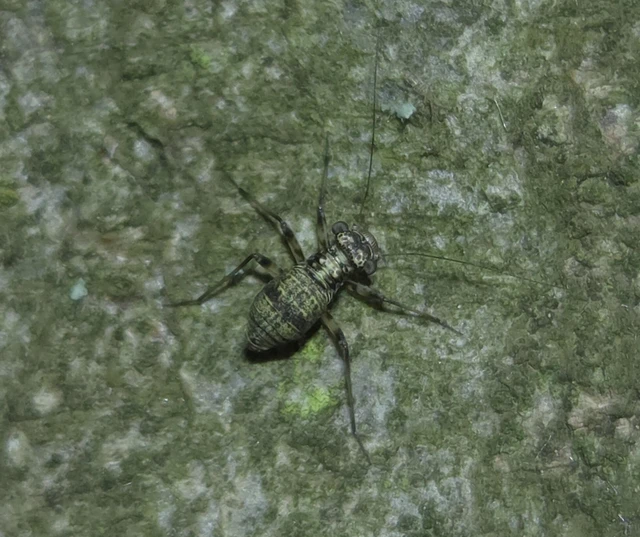 Psocoptera - Fürgetetvek