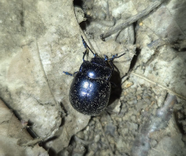 Chrysolina globipennis olivieri - hegyi levélbogár