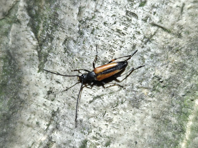 Stenurella melanura - feketevégű karcsúcincér