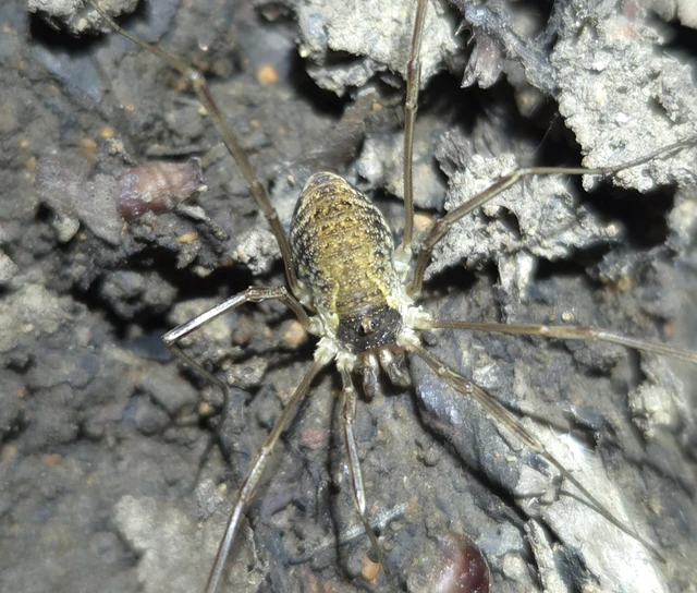Opiliones - Kaszáspókok